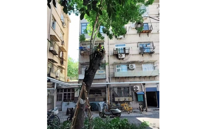 物業工作其中之一、養護綠植 共建美好家園